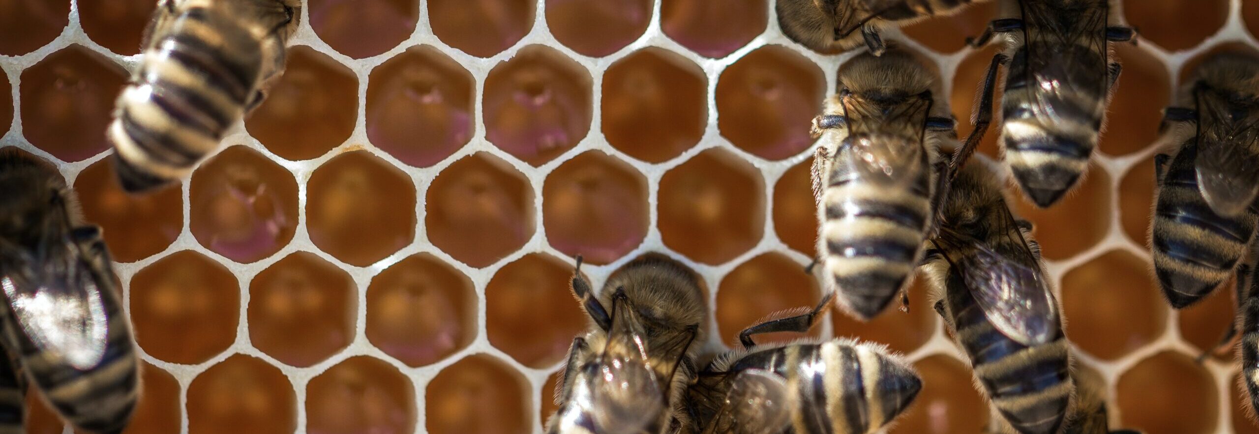 Roundtable around Data Mesh - Open Q&A